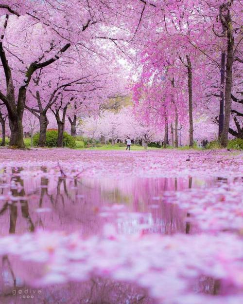 vizual-vibe:Wisteria & Sakuraby jun