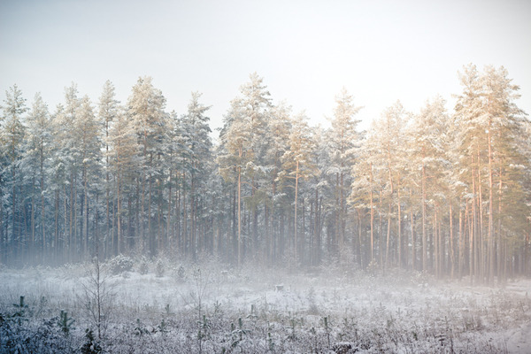 fyeaheasterneurope:  Winter in Čepkeliai marsh, in Lithuania’s Dzūkija National