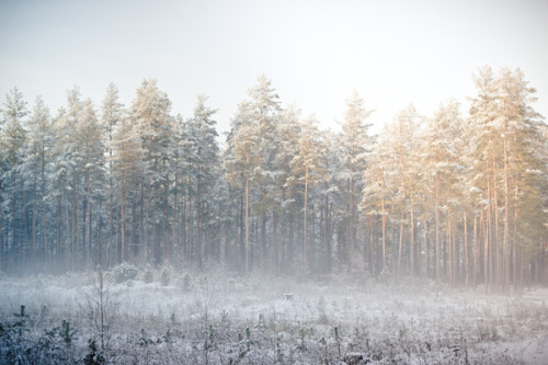 fyeaheasterneurope:  Winter in Čepkeliai marsh, in Lithuania’s Dzūkija National Park. Photographs by Lina Gavėnaitė. 