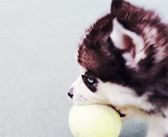 yeollovemebaek:baby husky and its tennis ball