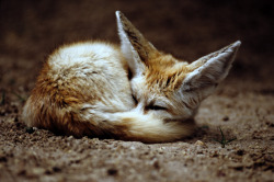 earthlynation:  Fennec Fox by Art-Photo 