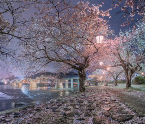 softwaring:Sakura by Daniel Korzhonov