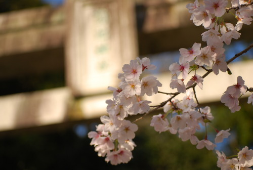 shakle-rayz: 菊池神社の桜は七分咲き