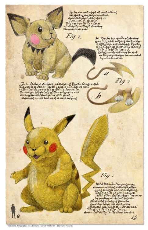 bogelbear: Pokemon Zoography, or, a Natural History of Kanto - Plate 025: Pikachu