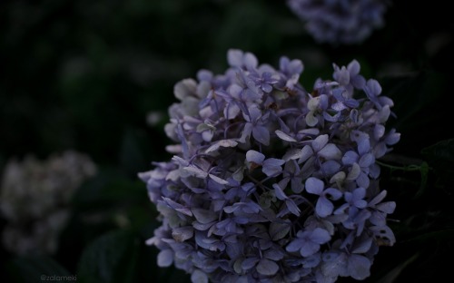 zalameki: ”hydrangea”
