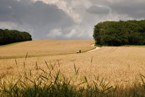 Day 1137 - wheat walking