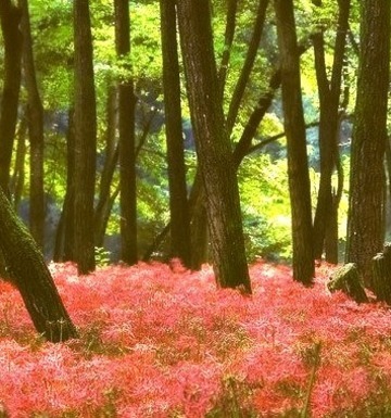 Forest Spider Lilies, Saitama, Japan