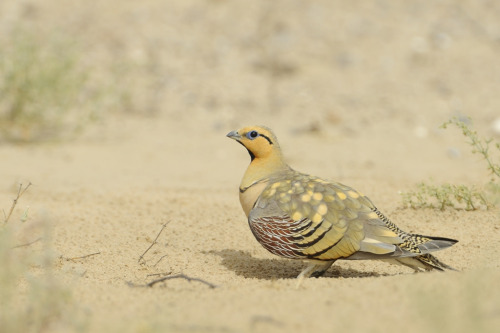 mytheetarecold:avianeurope:Pin-tailed Sandgrouse (Pterocles alchata) »by Patrik Wittenby (1|2)Well h