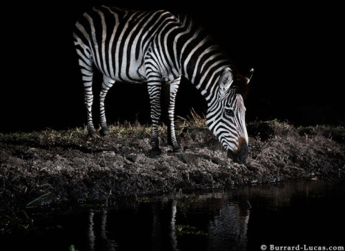 mymodernmet:Ingenious Camera Traps Capture Striking Photos of African Animals at Night