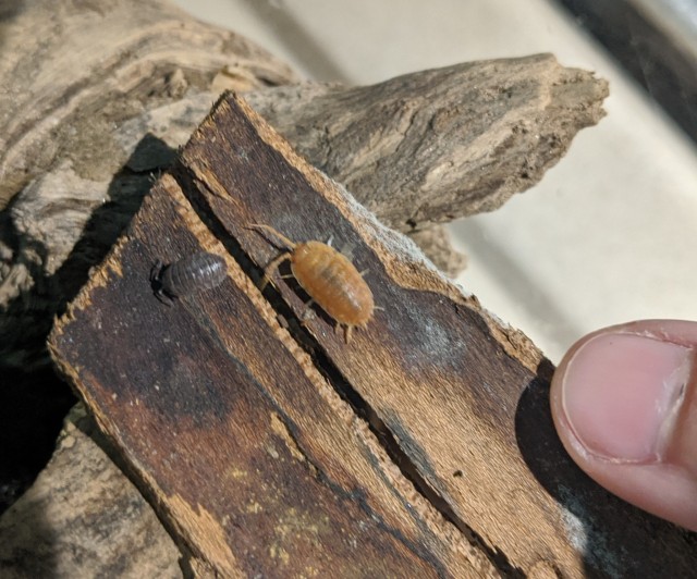 orange pillbug and small gray baby pillbug under a piece of bark that Tumblr user Draconym is lifting