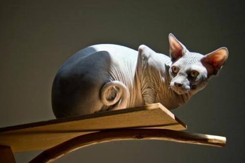 odditiesoflife:Bizarre Breeds of Hairless CatsSphynx Cat — Sphynx cats came about when a single hair