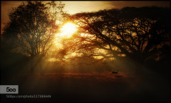 morethanphotography:  Rays and deer by arleyagudelo