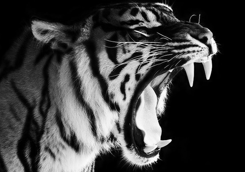 Black & White Blog