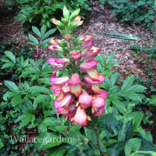 Postcards from the Hedge.  A Foxglove with Lipstick?  Imagine the perfect non-stop summer bloomer wi