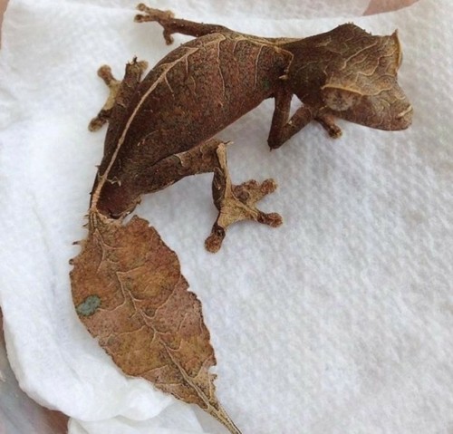 Baweng Satanic Leaf-tailed GeckoEndemic to Madagascar, the leaf-tailed gecko is somewhat of an 