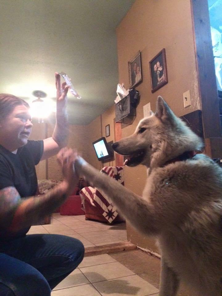 Proper Wolfdog Care