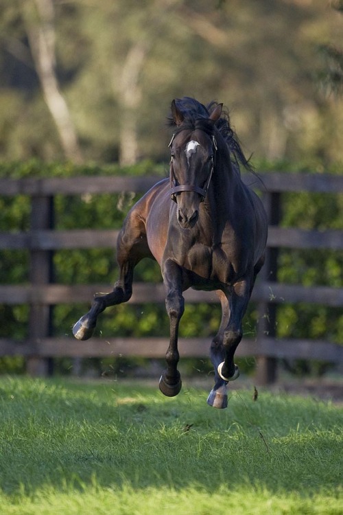 racinglegends:  Champion High Chaparral in his paddock at Coolmore Australia, November 2010. Photo s