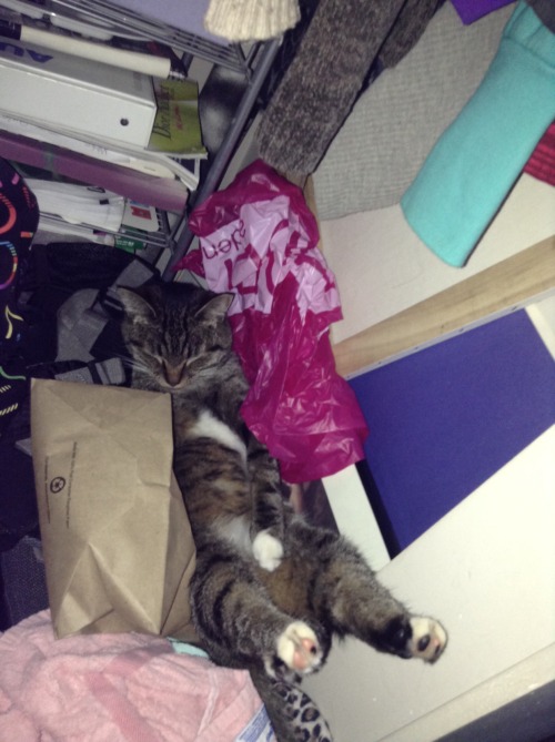 derpycats:I found ziggy sleeping like this in my closet last night