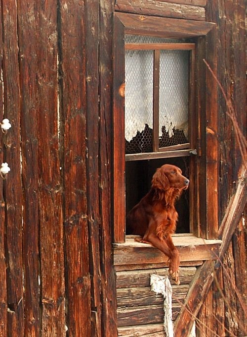 How much is that doggie in the window? (Irish porn pictures