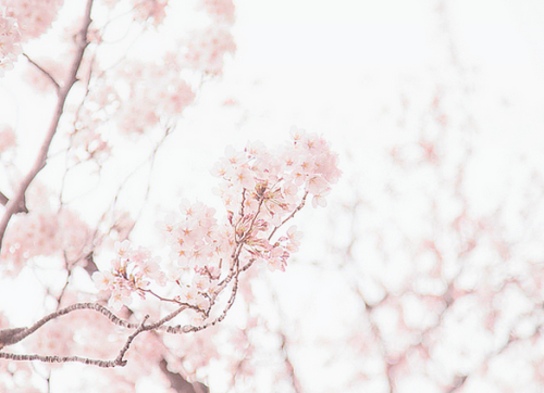 sweetbunie:Spring by Makoto