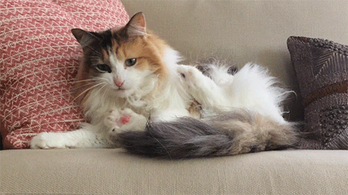 sashayed:just seems like a nice time to watch some footage of my cat cleaning her lil fluff