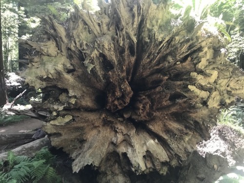 flora-file:Fallen Trees (by flora-file)Redwood Rootballs at Founder’s Grove, Humboldt