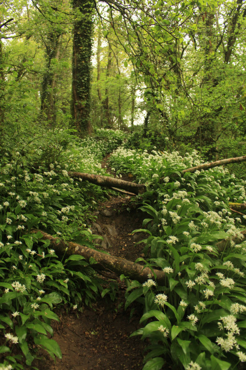 graymanphotography: wild garlic in the forest