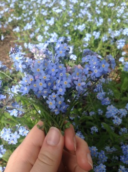 poltergeists-for-sidekicks:my favourite part of spring is all the forget-me-nots in bloom🌿🌸