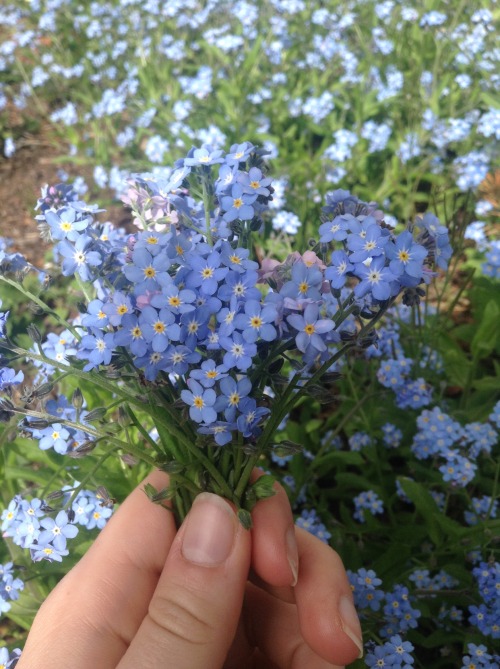 poltergeists-for-sidekicks: my favourite part of spring is all the forget-me-nots in bloom