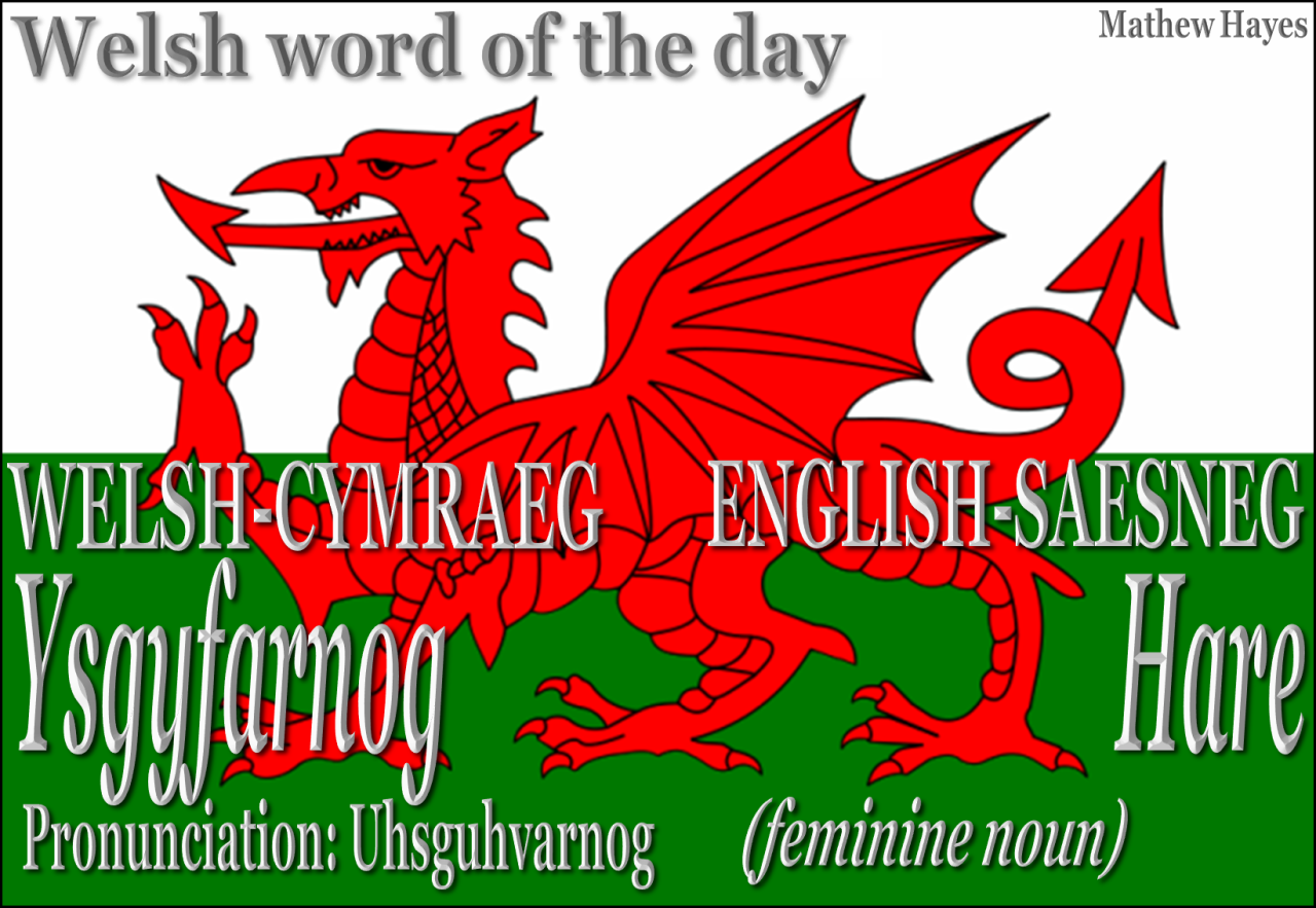 Welsh Word of the Day — #Welsh word of the day: Ysgyfarnog/ #Hare
