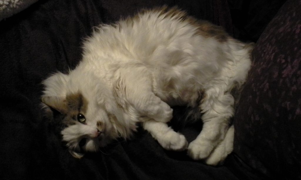 cute-overload:  Hairy babyhttp://cute-overload.tumblr.com source: http://imgur.com/r/aww/LFgBCFr