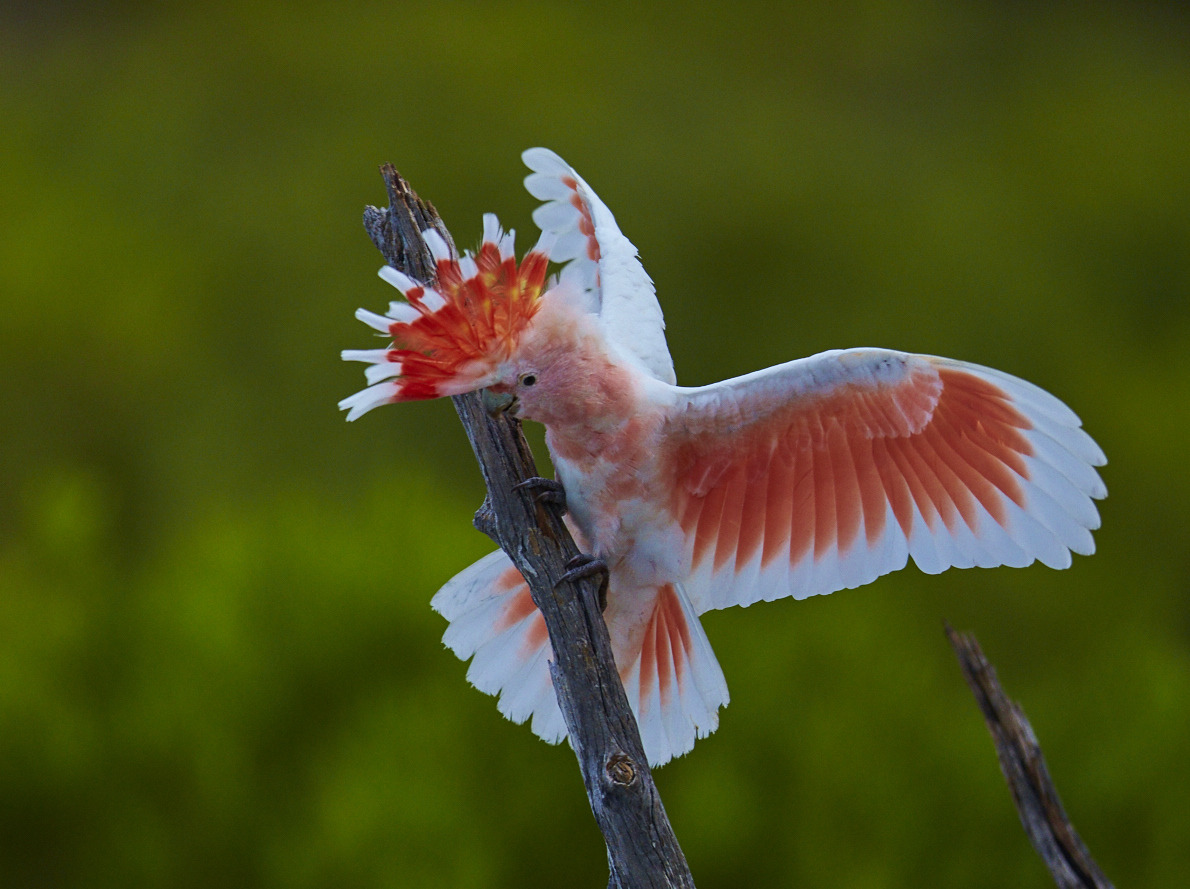 end0skeletal:
““The Major Mitchell’s cockatoo is a medium-sized cockatoo restricted to arid and semi-arid inland areas of Australia. (x x x)
” ”