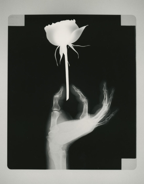 nobrashfestivity:Ikko Narahara, Rose; Tineke from the series Inner Flower, 1991