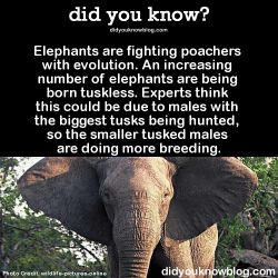 did-you-kno:  Elephants are fighting poachers with evolution. An increasing number of elephants are being born tuskless. Experts think this could be due to males with the biggest tusks being hunted, so the smaller tusked males are doing more breeding.