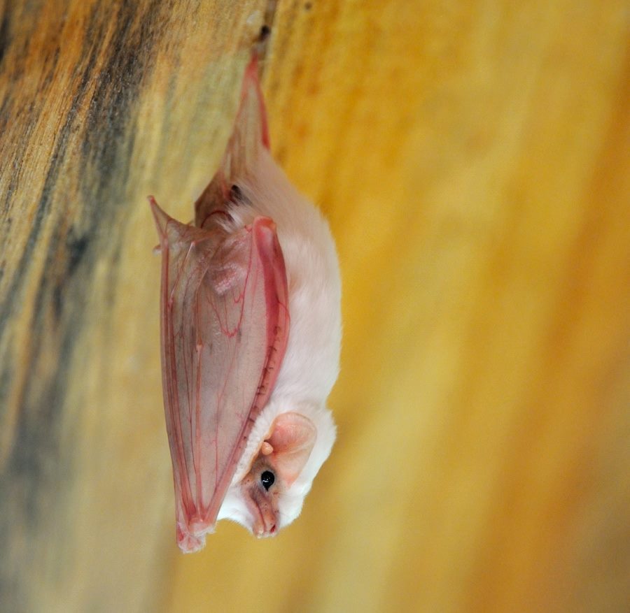 scienceyoucanlove:  Project Noah Fun Fact:  We find thisNorthern ghost bat (Diclidurus