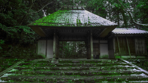 liamwon9: Matcha green forests in Kyoto, Japan Liam Wong / www.twitter.com/liamwong