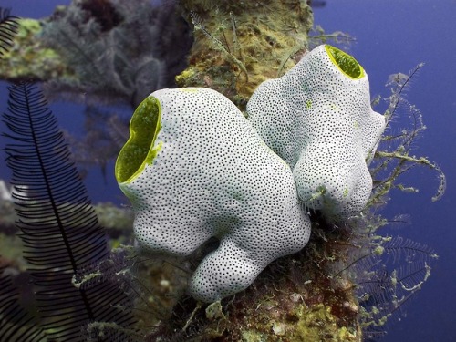 end0skeletal: Sea squirts (or ascidians) are a group of sac-like marine invertebrate 
