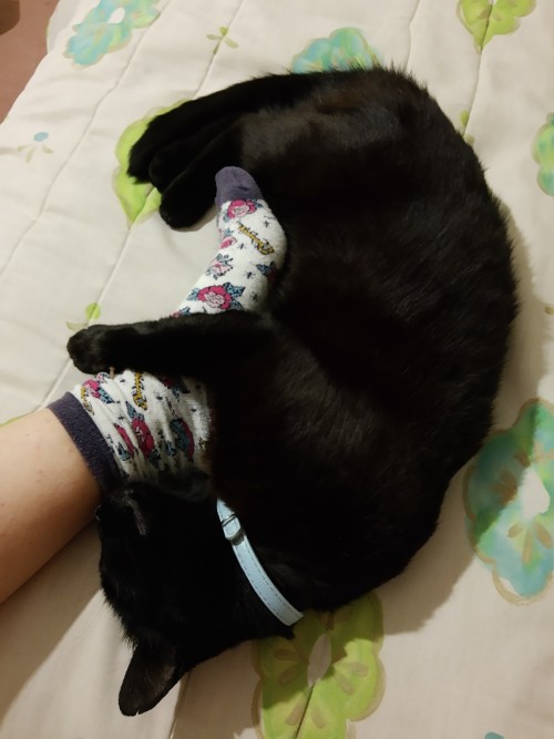 Black kitty loving patitas 