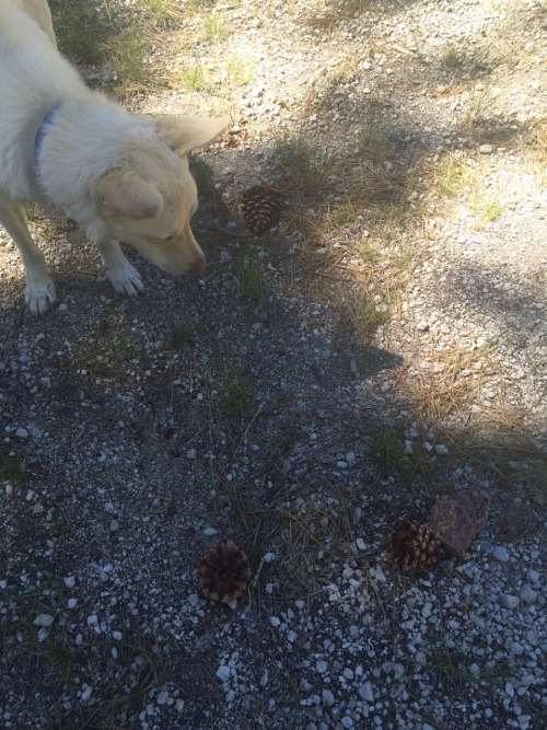 light-scales:He plays fetch with pinecones.