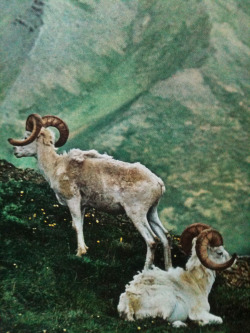 justenoughisplenty:  Dall sheep rove the Brooks Range, grazing to the uppermost limits of plant growth. National Geographic - March, 1972 