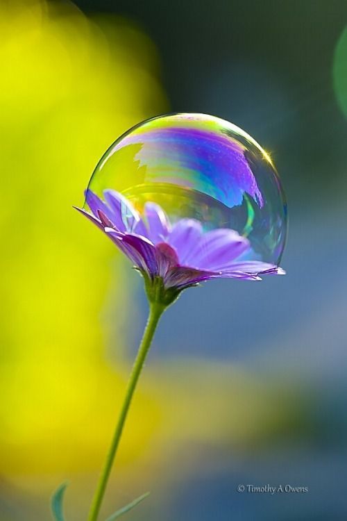 scent-of-me:caught in a bubble