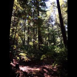 The light has a very beautiful effect. #redwoods