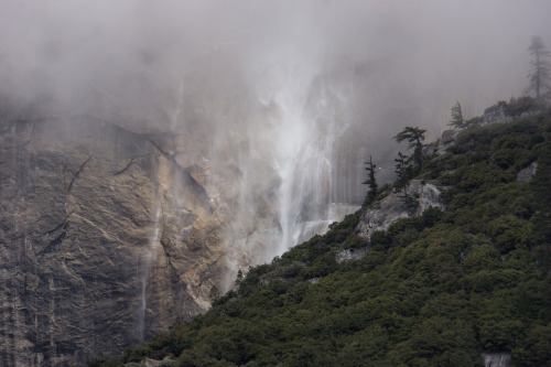 Falls, fog, &amp; flora by Jake Waage