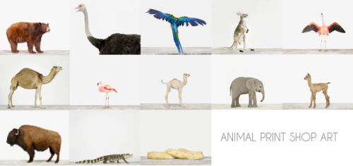 Sharon Montrose&rsquo;s Animal Print Shop art DOWNLOAD 