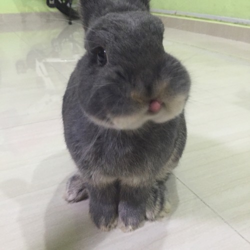 complaintificate:chestertubs:chestertubs*Deep breath*“Plbthththththththt”