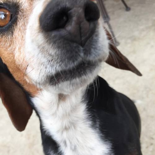 Good morning all! ❤️ #beagle #remington270 #huntingdog #beaglesofinstagram