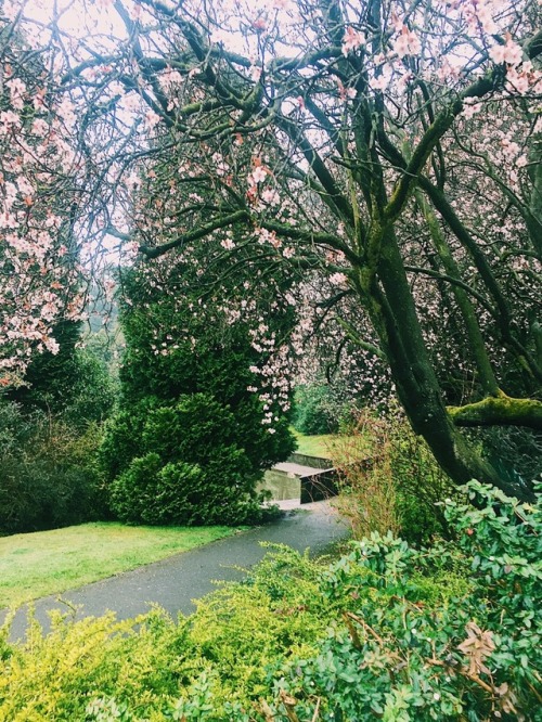 Signs of spring - Valley Gardens, Harrogate 