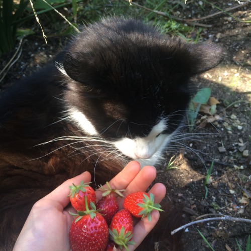 thegeekyblonde: offerings to the garden guardian