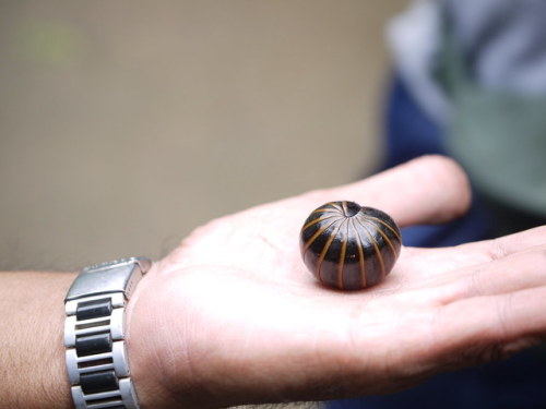 end0skeletal-undead: Pill millipedes are any members of two living (and one extinct) orders of milli