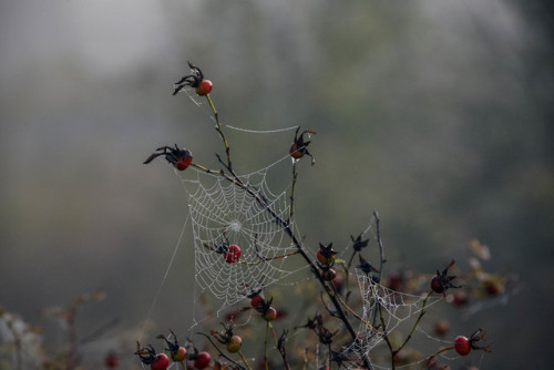 russell-tomlin:Autumn Architecture